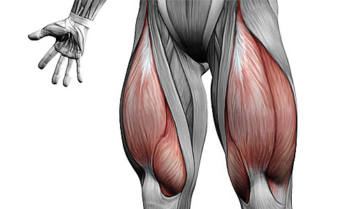 Четырехглавная мышца бедра