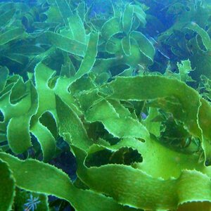 Косметические маски из ламинарии: польза морской капусты для лица