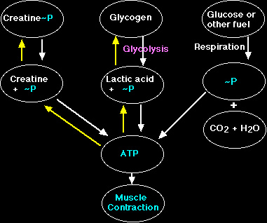 Как принимать креатин моногидрат, как пить креатин для максимального эффекта